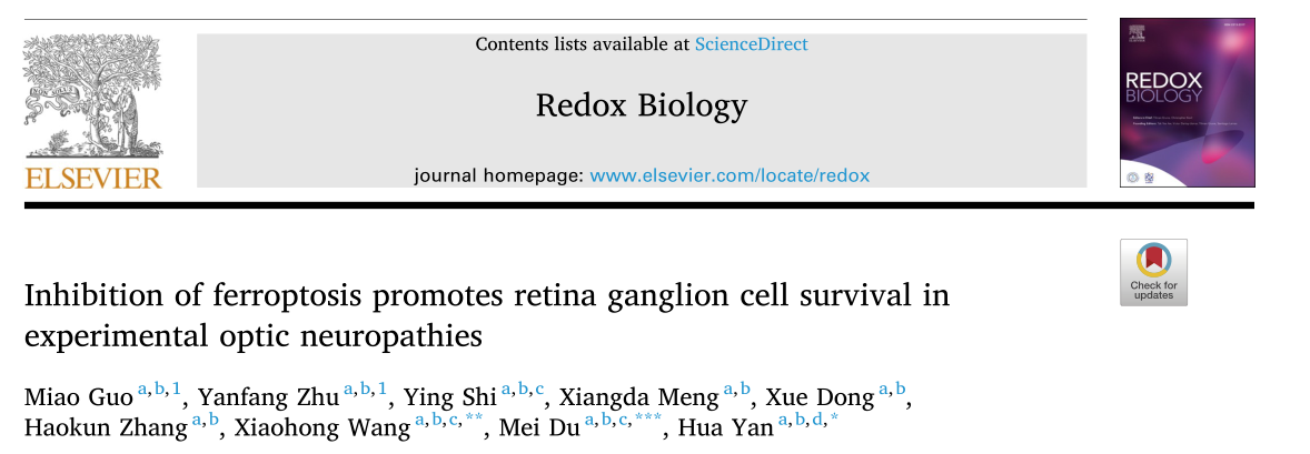 Redox Biology: 抑制鐵死亡促進(jìn)實(shí)驗(yàn)性視神經(jīng)病變視網(wǎng)膜神經(jīng)節(jié)細(xì)胞存活