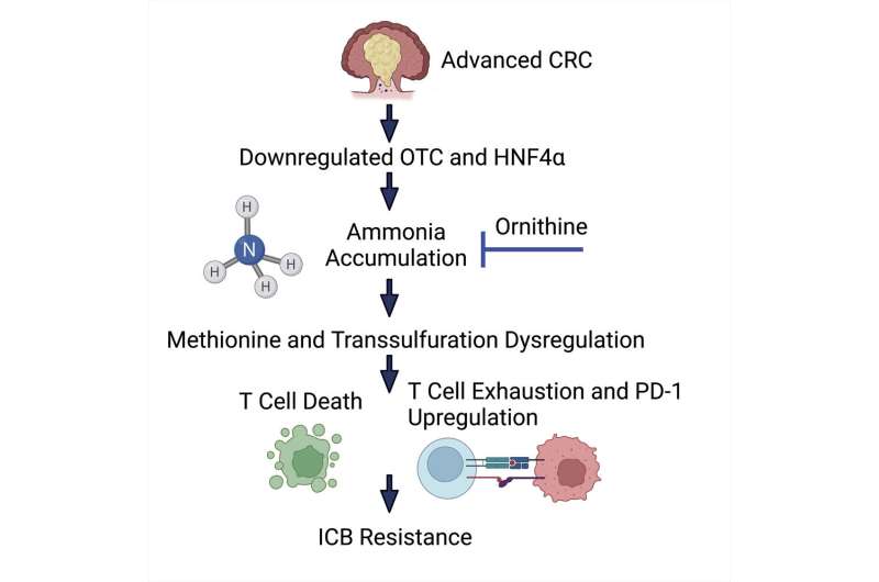 《Cell Metabolism》腫瘤氨水平抑制T細(xì)胞生長，影響免疫治療