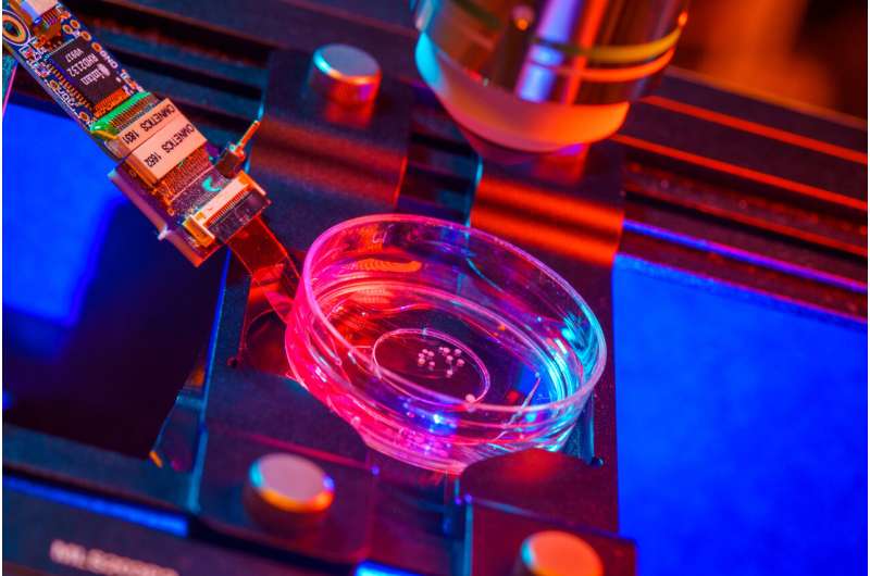 The researchers developed experiments that combine microelectrode arrays made from transparent graphene, and two-photon imaging, a microscopy technique that can image living tissue up to one millimeter in thickness. Credit: David Baillot/UC San Diego Human brain organoids implanted into mouse cortex respond to visual stimuli for first time