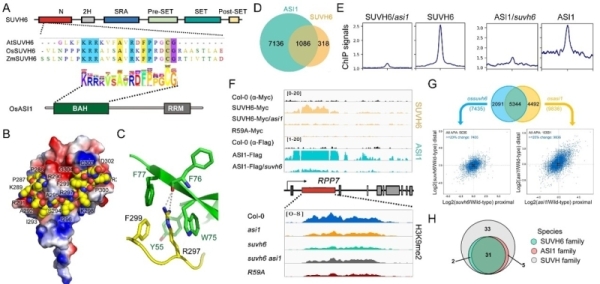 PNAS:研究揭示植物SUVH6酶催化位點(diǎn)特異H3K9甲基化的分子基礎(chǔ)