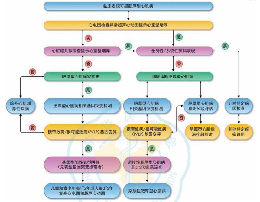 時(shí)隔5年，中國(guó)肥厚型心肌病管理指南再更新