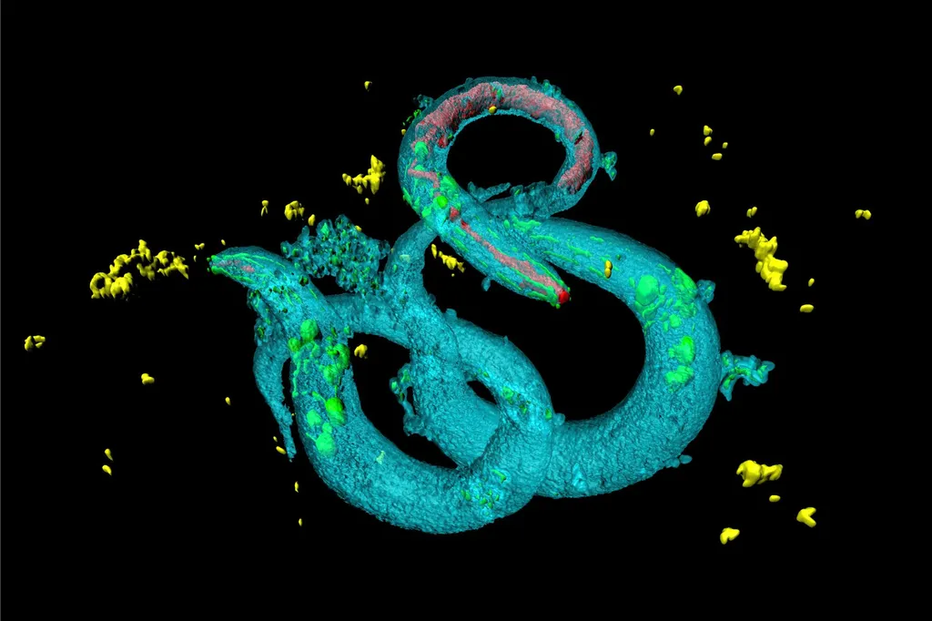 Caenorhabditis elegans Picture