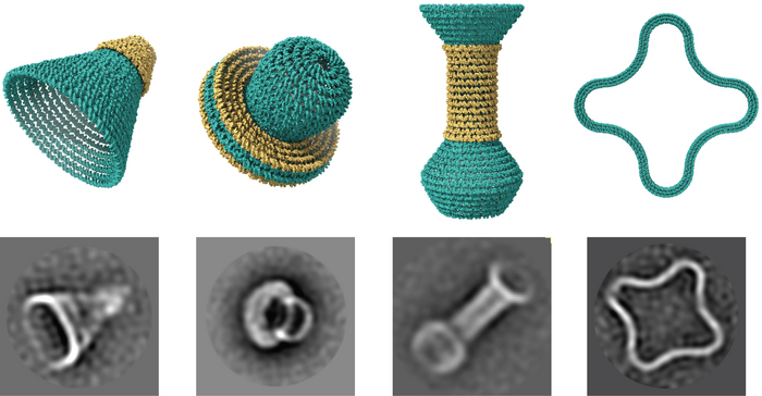 Science Advances：利用開(kāi)源性軟件完成DNA設(shè)計(jì)
