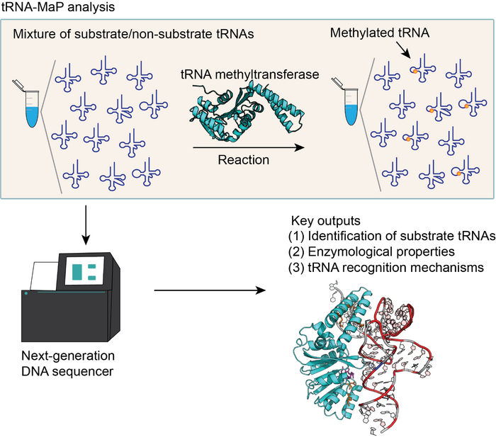 tRNA-MaP：新一代DNA測(cè)序?qū)NA相關(guān)酶進(jìn)行功能分析